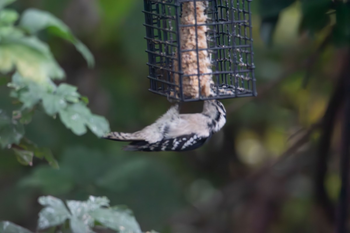Downy Woodpecker - ML642414155