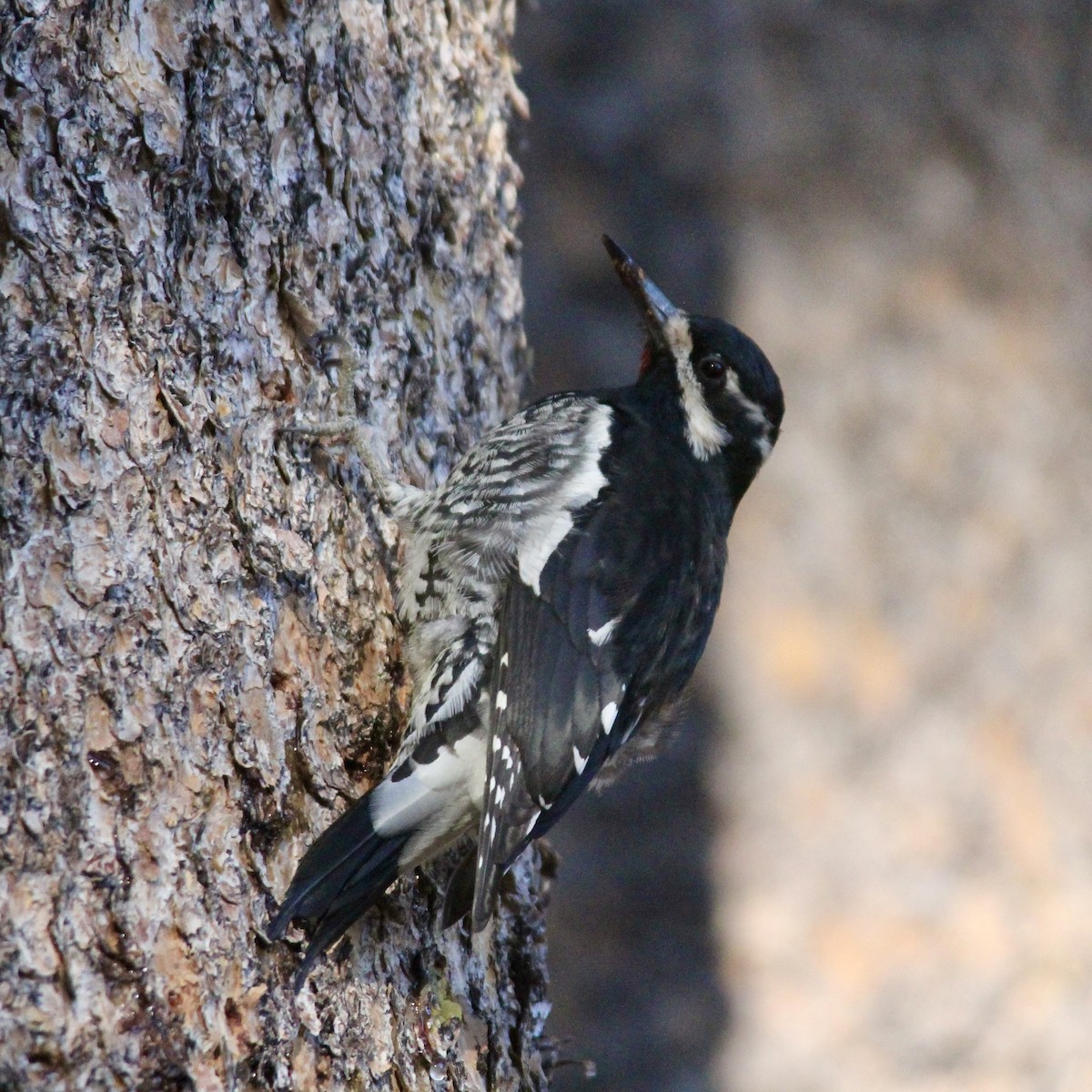 Williamson's Sapsucker - ML642414190