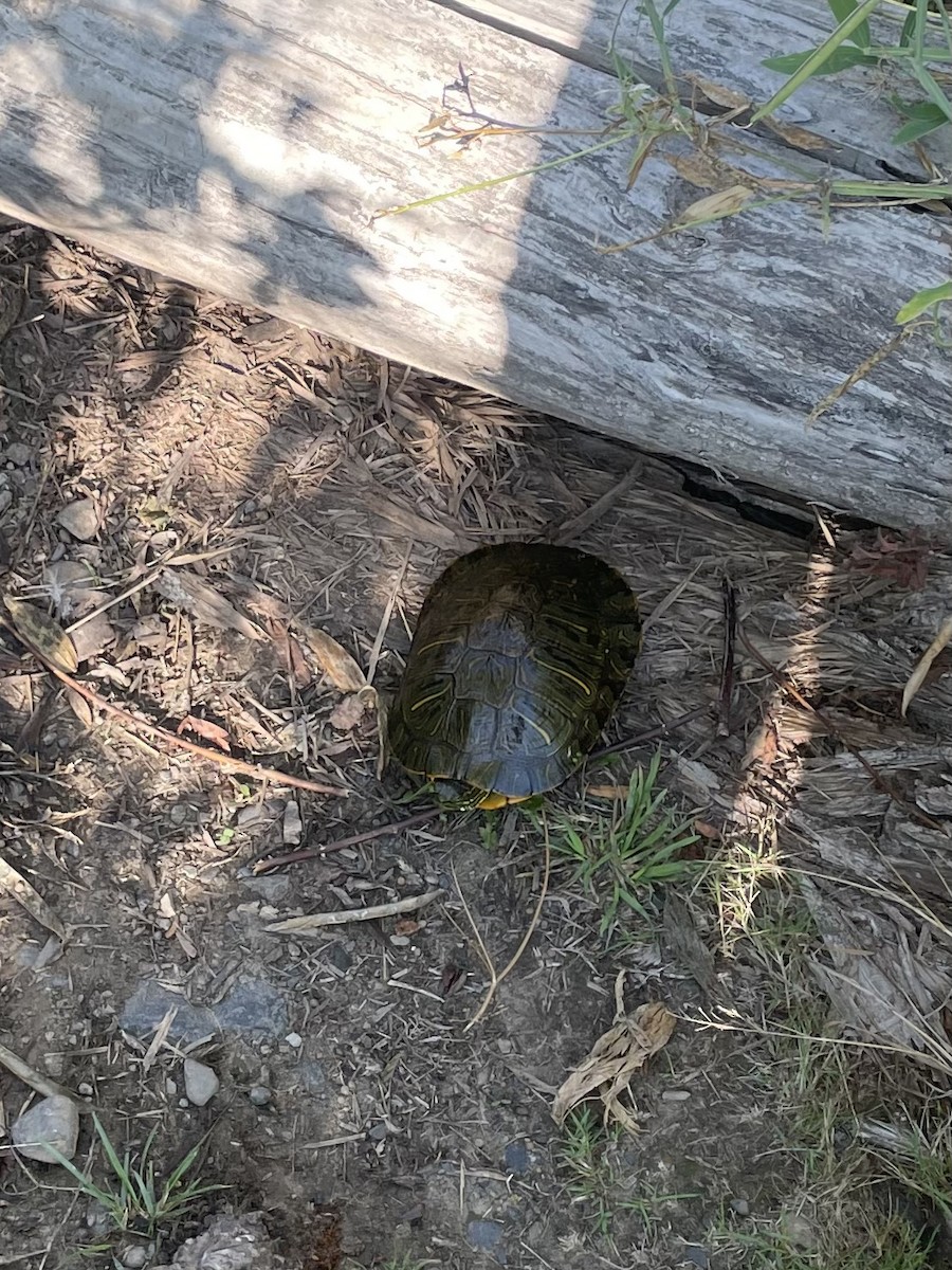 Sliders - ML642414201