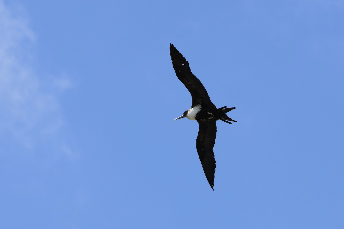 Büyük Fregatkuşu - ML642414222