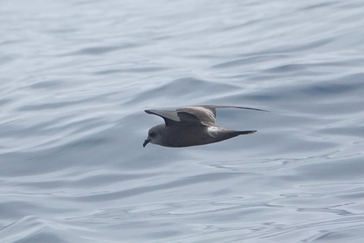 Leach's Storm-Petrel (Chapman's) - ML642414225