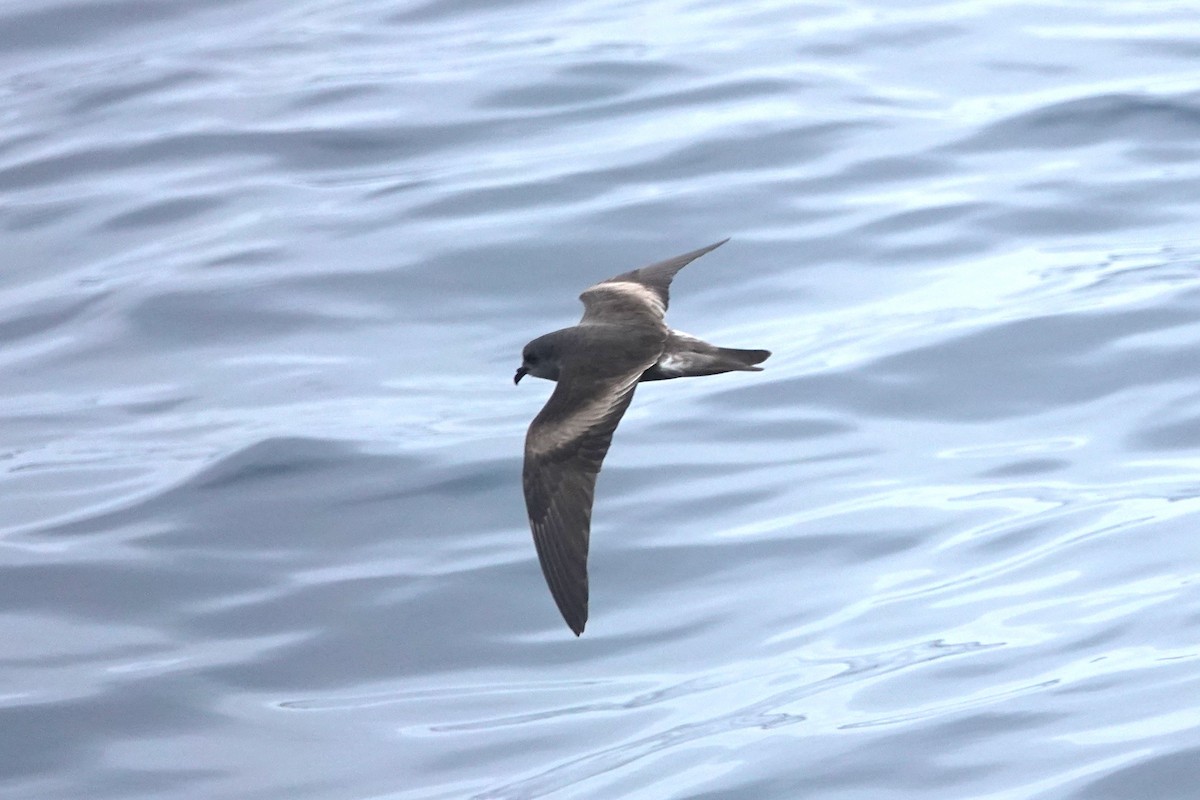 Leach's Storm-Petrel (Chapman's) - ML642414226