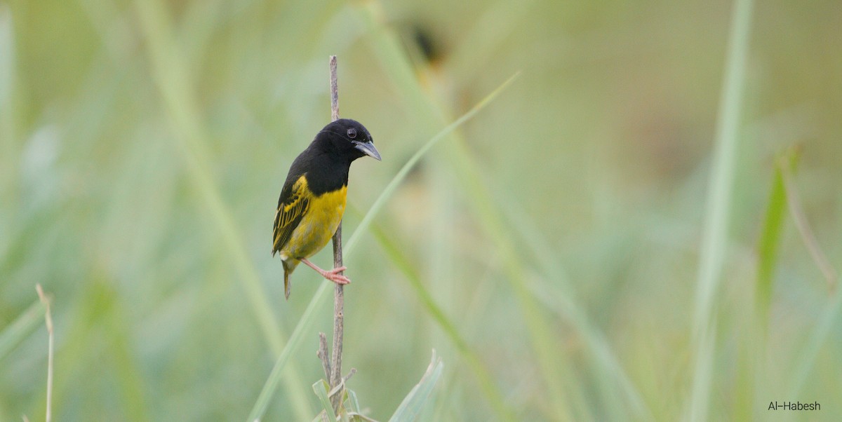 Kilifi Weaver - ML642414232