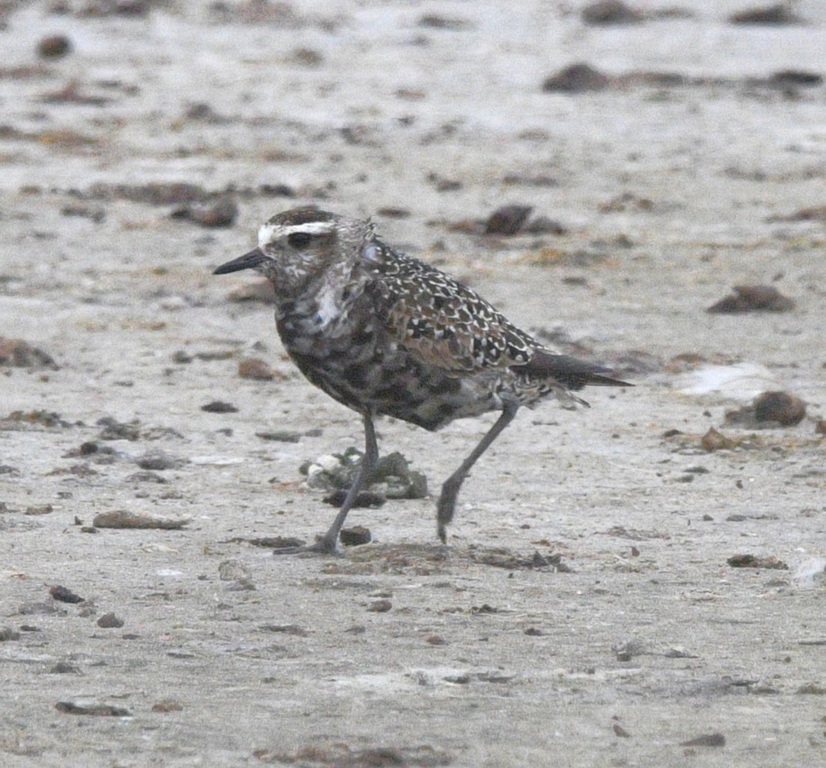 American Golden-Plover - ML642414238