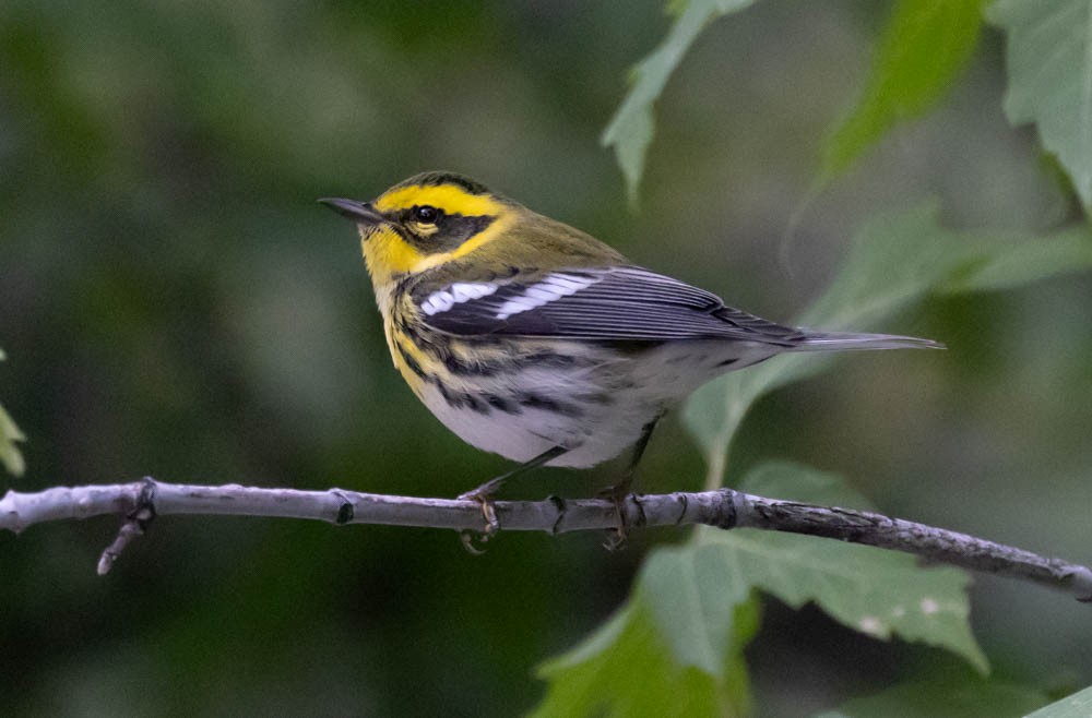 タウンゼンドアメリカムシクイ - ML642414240