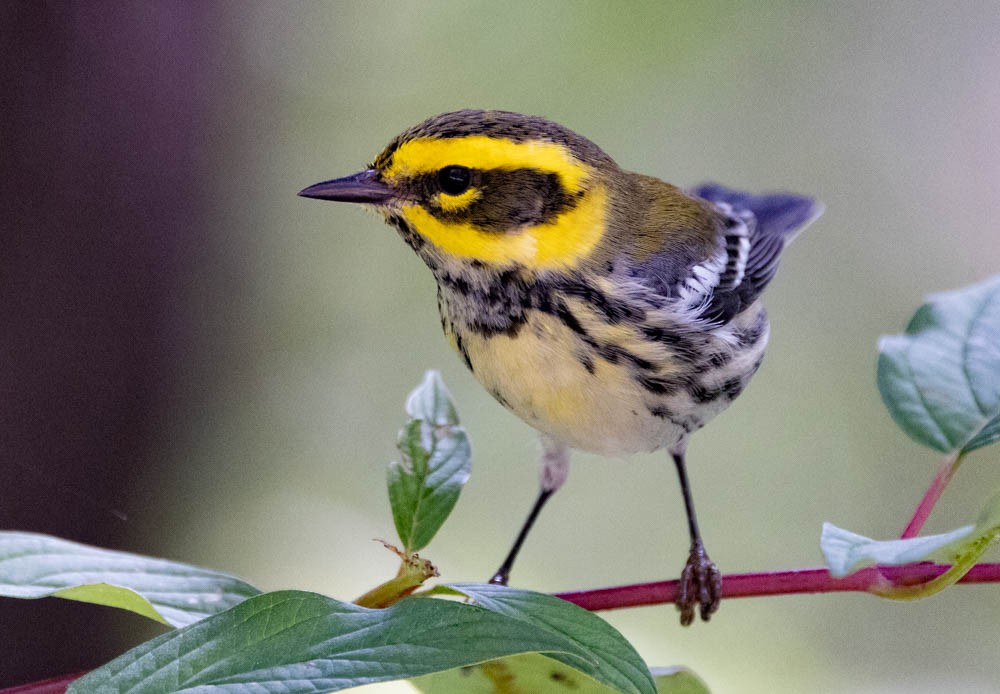 タウンゼンドアメリカムシクイ - ML642414241