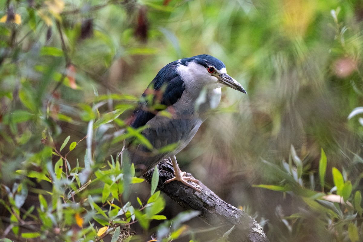 Black-crowned Night Heron - ML642414245