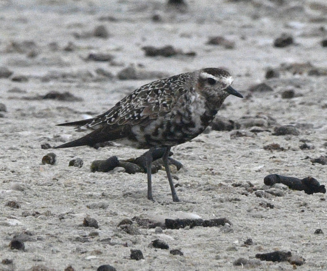 American Golden-Plover - ML642414247