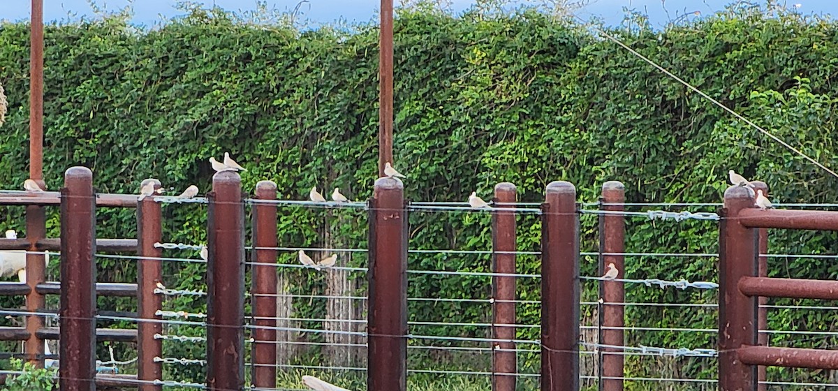 Eurasian Collared-Dove - ML642414250