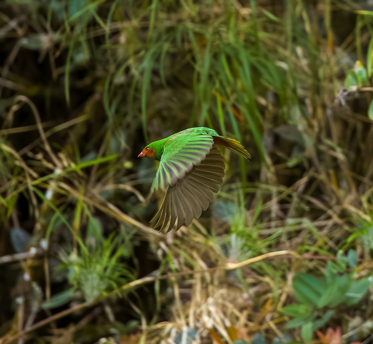 Grass-green Tanager - ML642414265