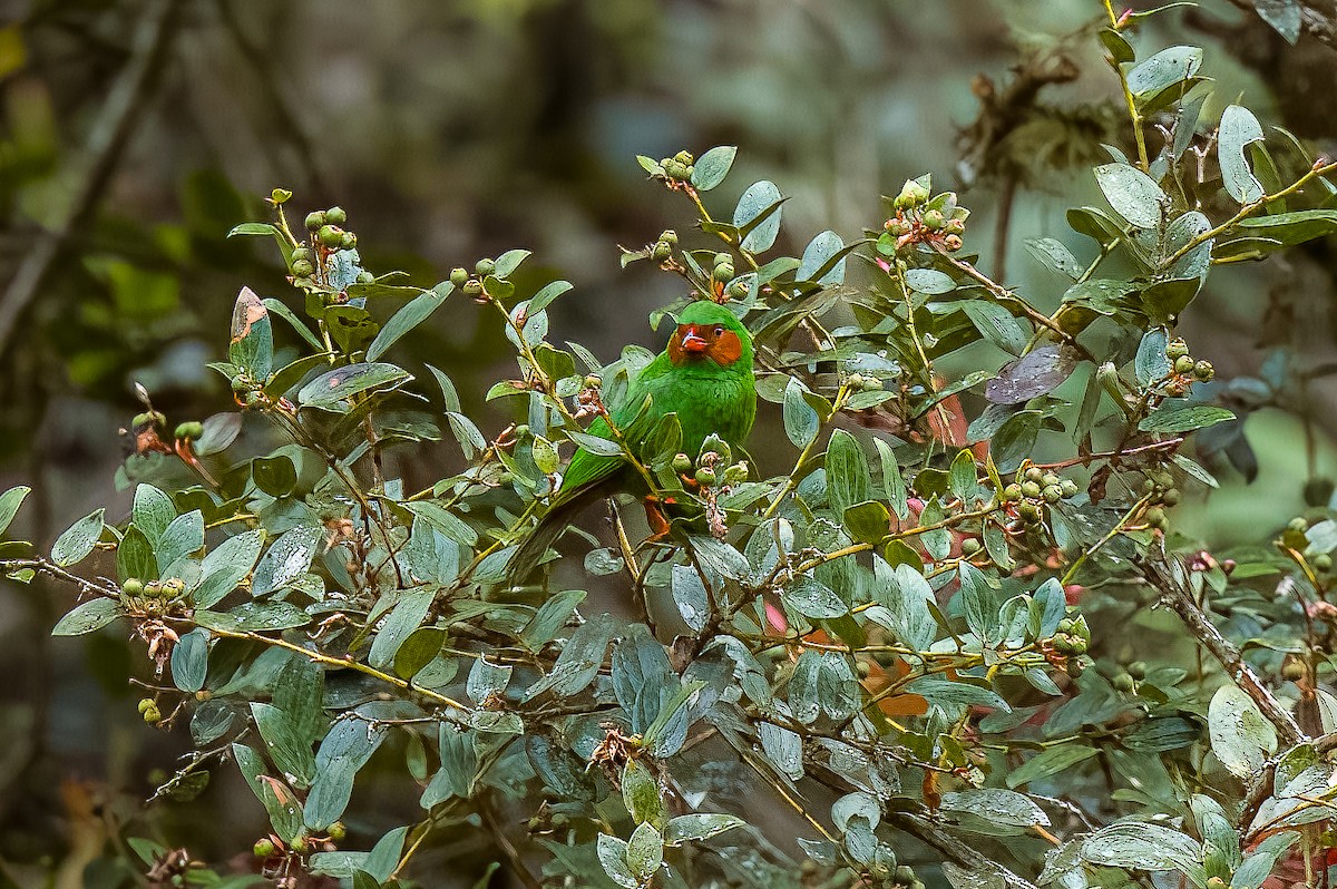 Grass-green Tanager - ML642414266