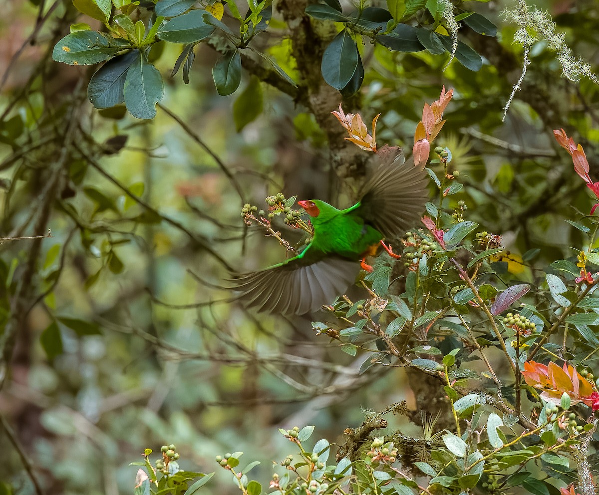 Grass-green Tanager - ML642414267