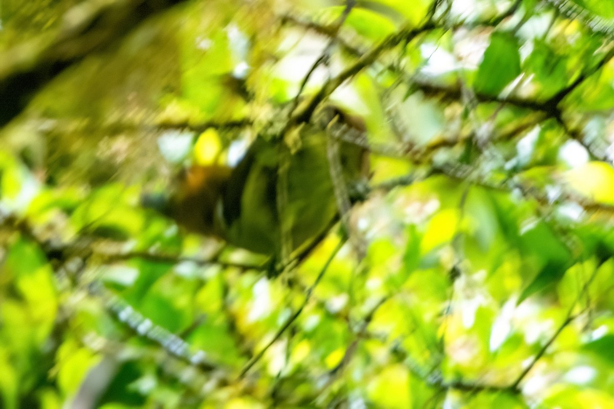 Prong-billed Barbet - ML642414277