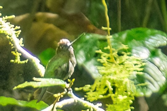 Green-fronted Lancebill - ML642414279