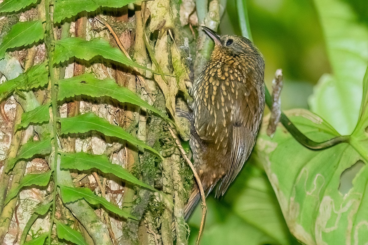 Spotted Barbtail - ML642414280