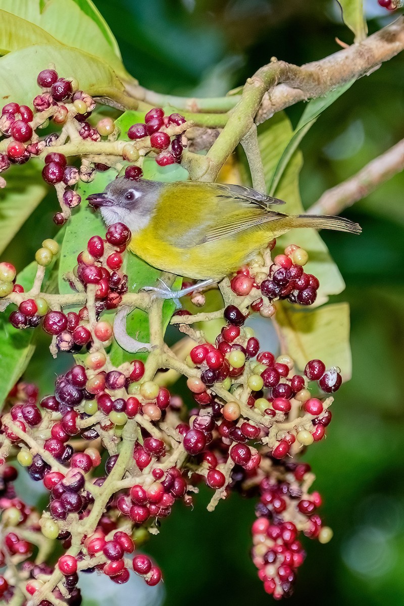Common Chlorospingus - ML642414285