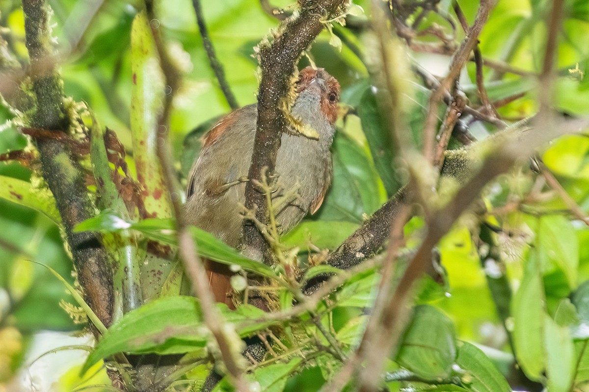 Red-faced Spinetail - ML642414289