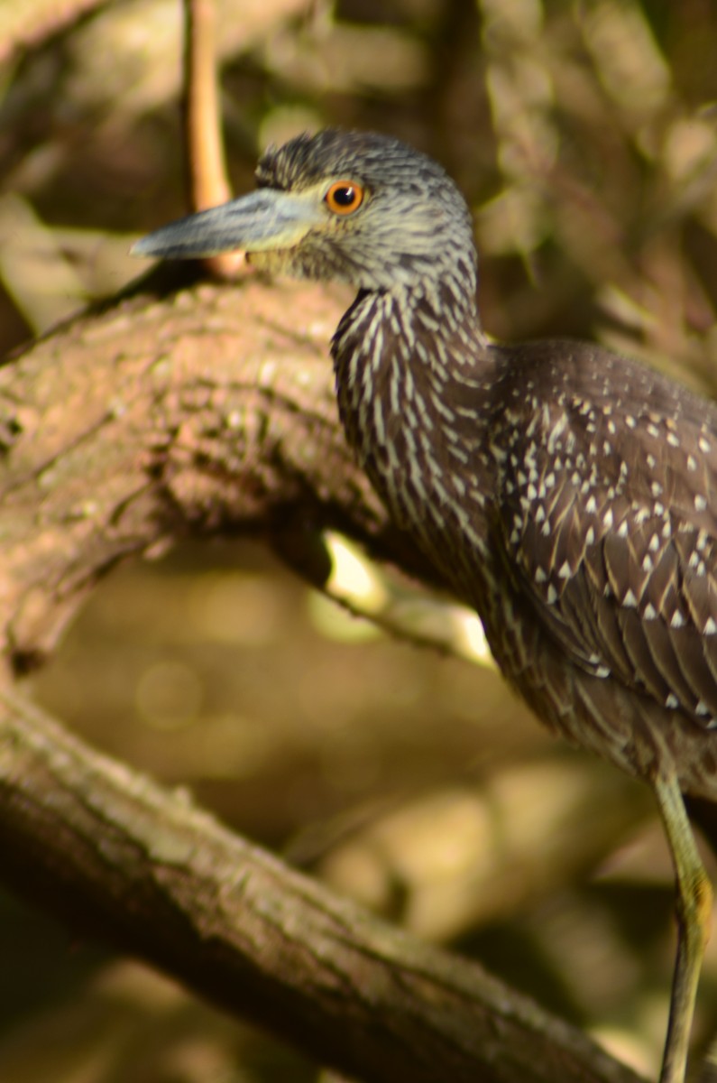 Yellow-crowned Night Heron - ML642414301