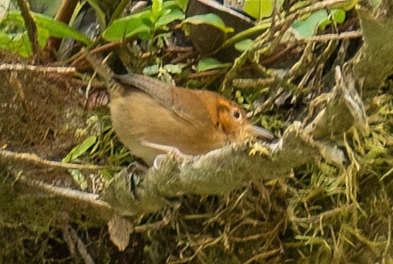 Ochraceous Wren - ML642414306