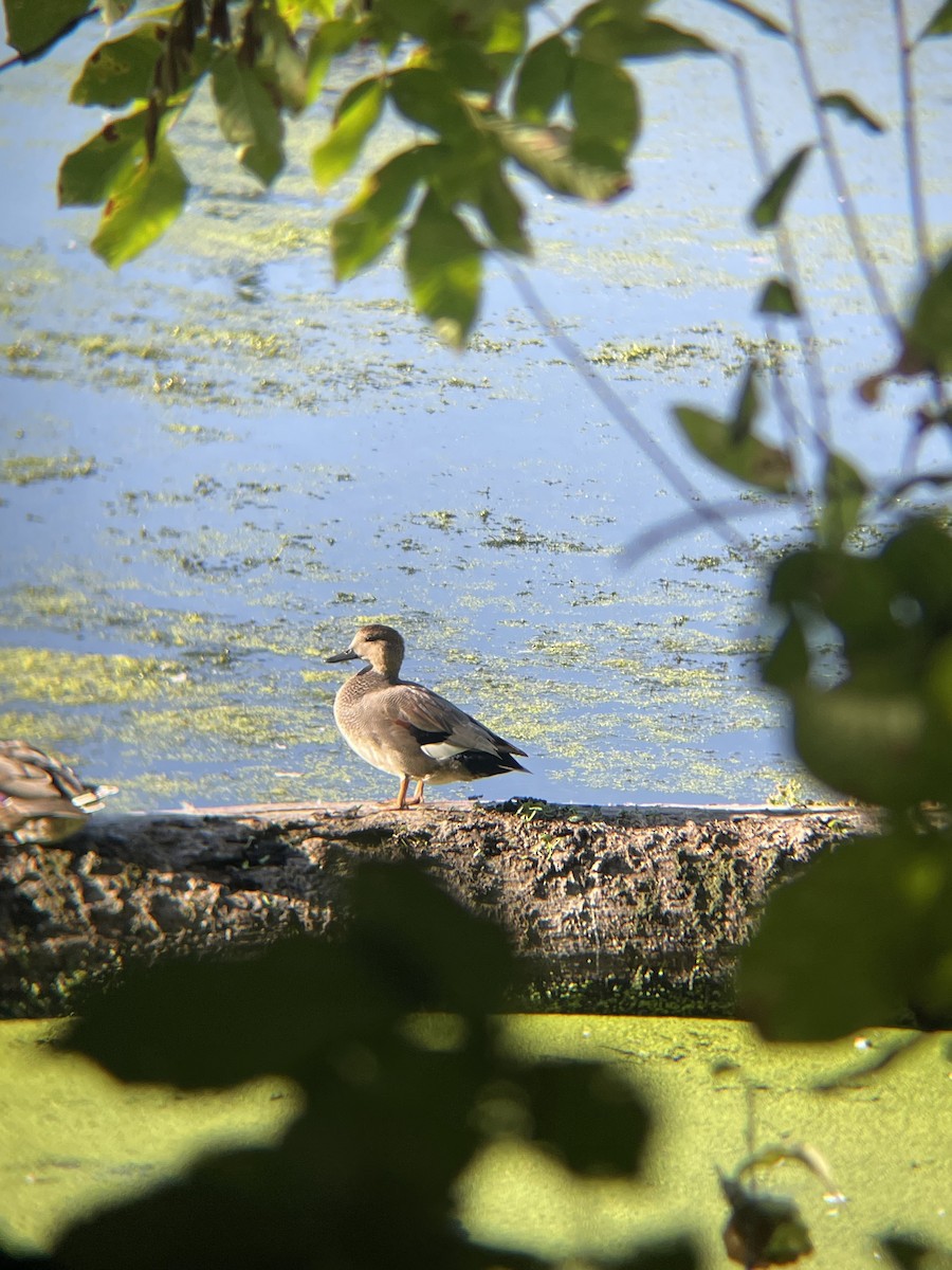 kopřivka obecná - ML642414314