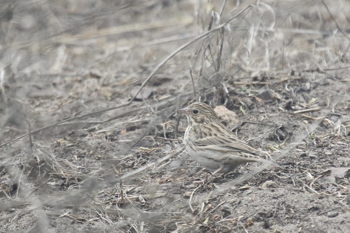 Vesper Sparrow - ML642414317