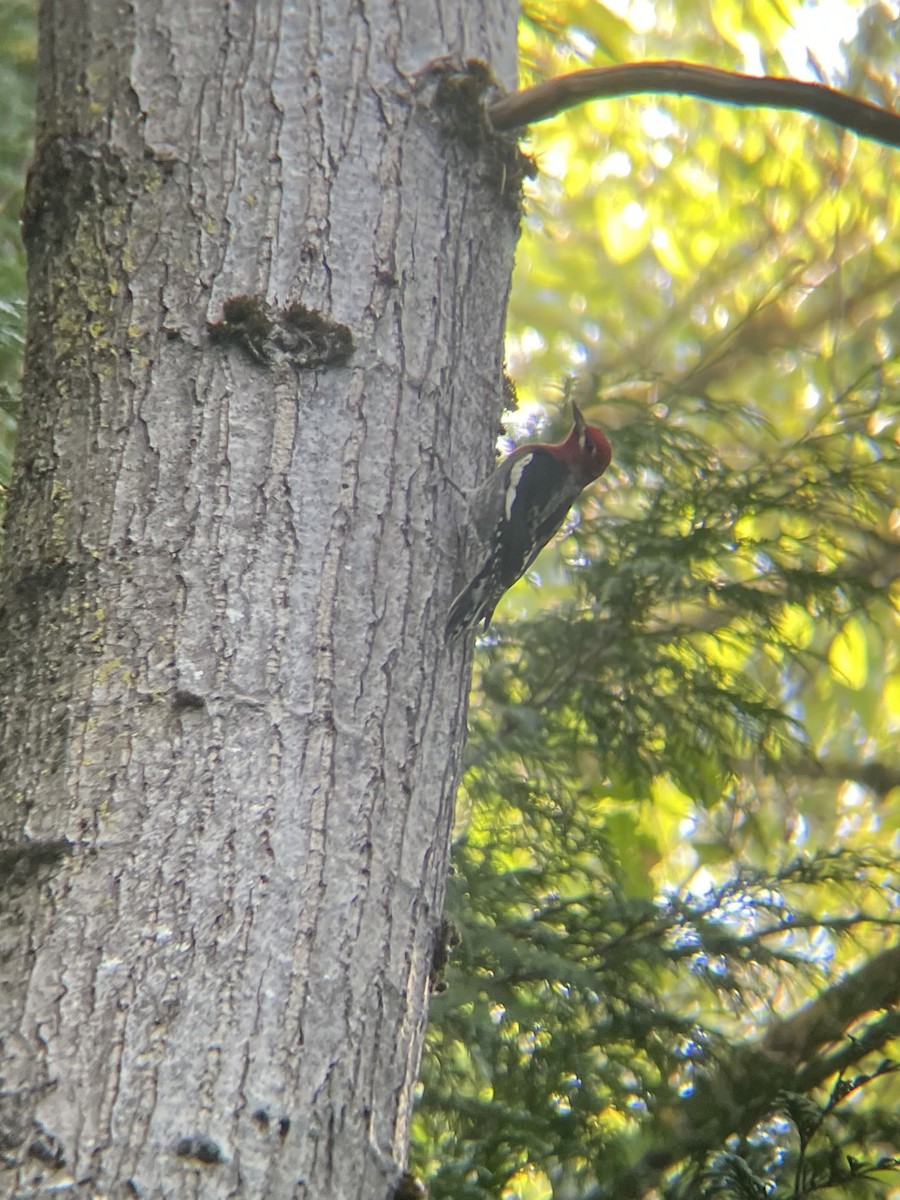 datel červenoprsý - ML642414327