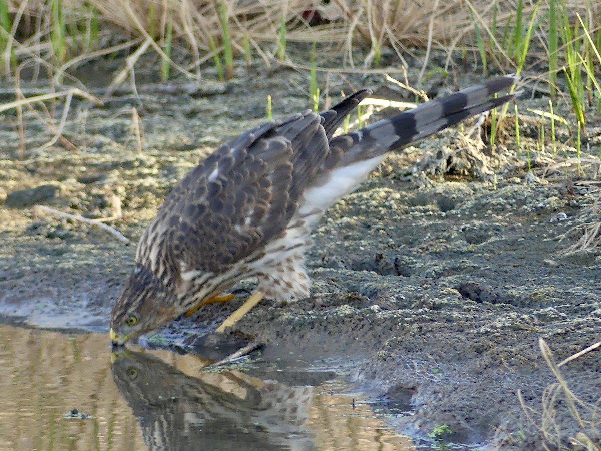 Cooper's Hawk - ML642414345