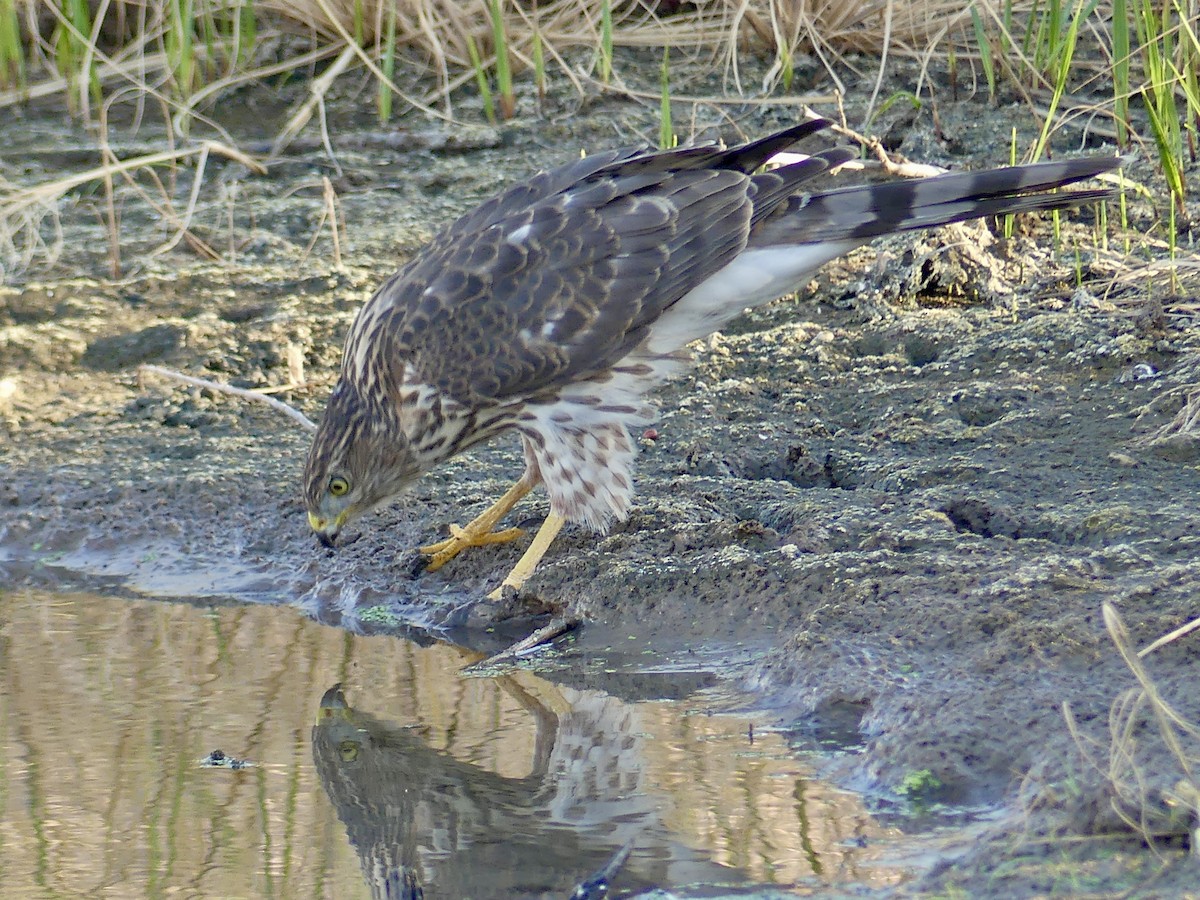 Cooper's Hawk - ML642414346