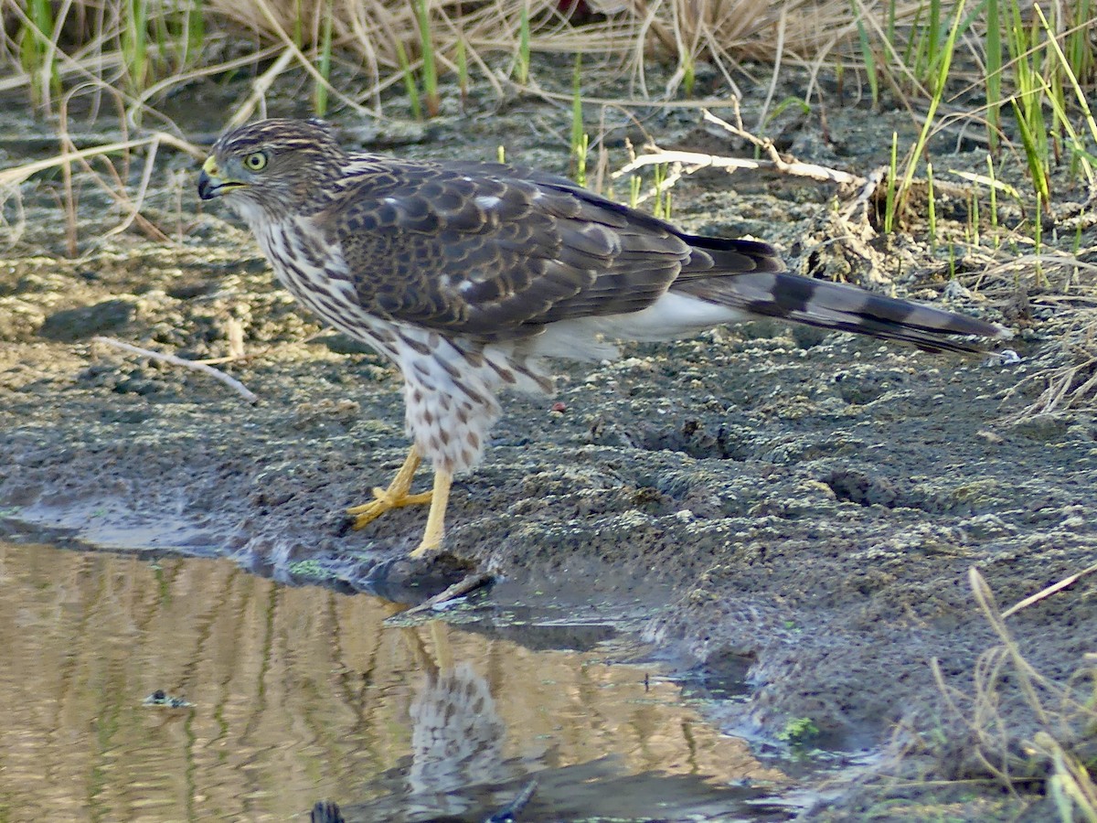 Cooper's Hawk - ML642414347