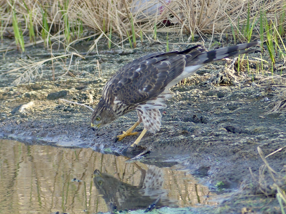 Cooper's Hawk - ML642414348