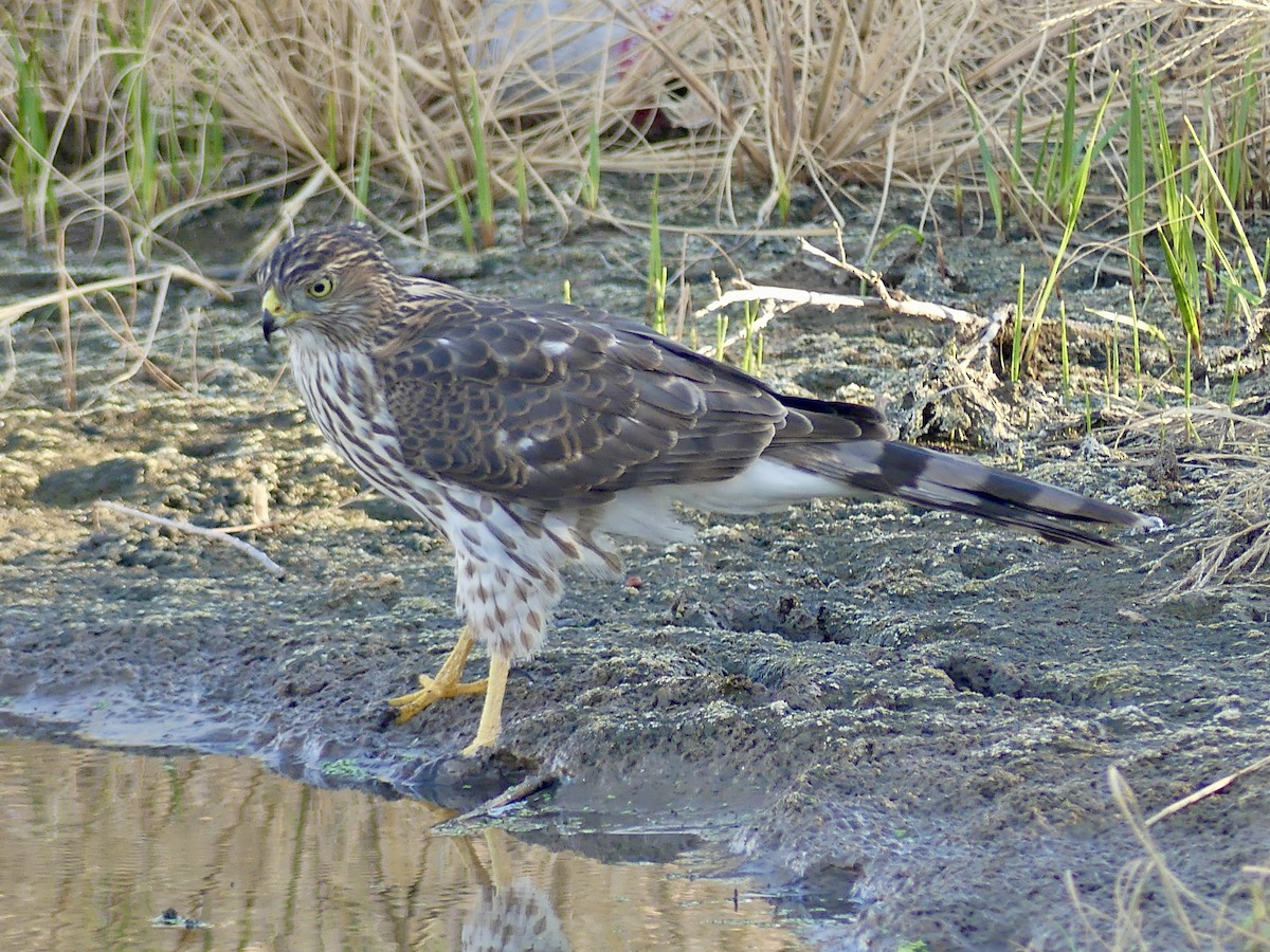 Cooper's Hawk - ML642414349