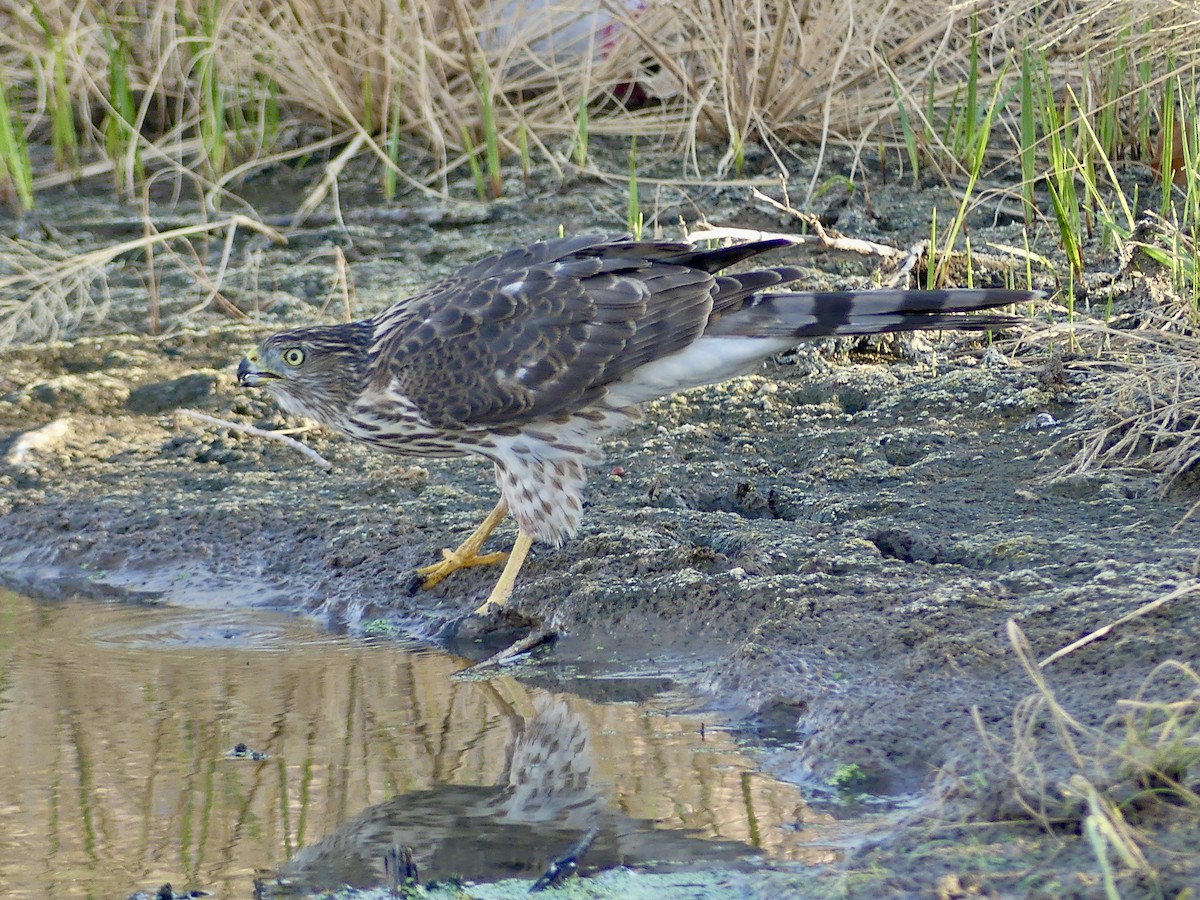 Cooper's Hawk - ML642414350