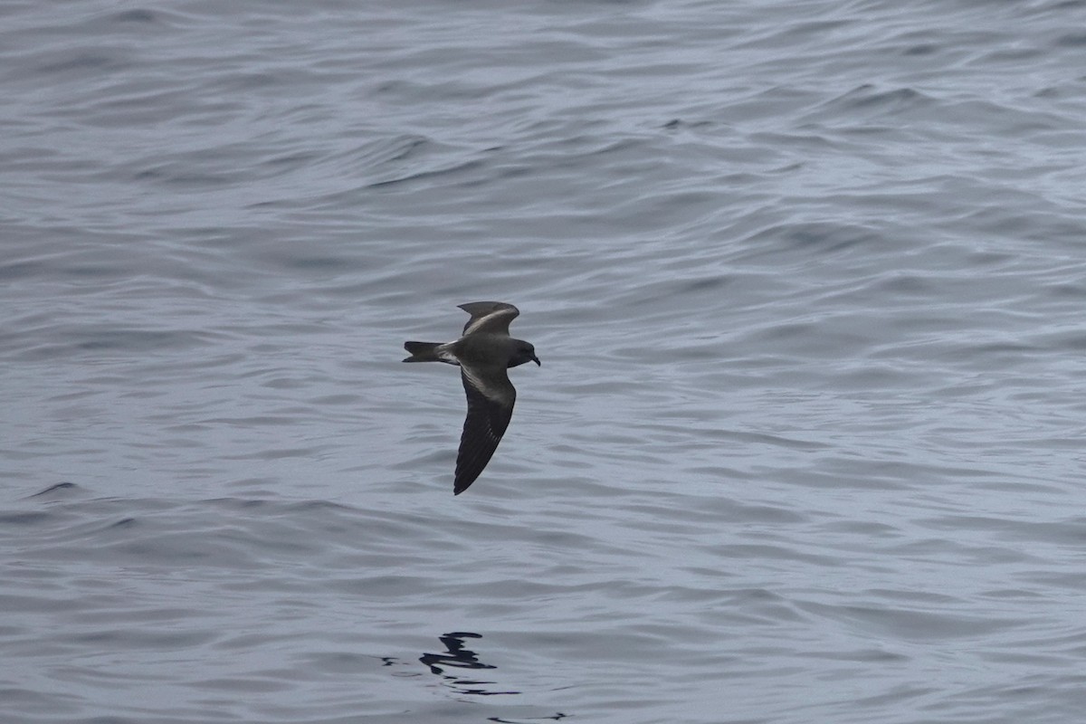 Leach's Storm-Petrel (Chapman's) - ML642414351