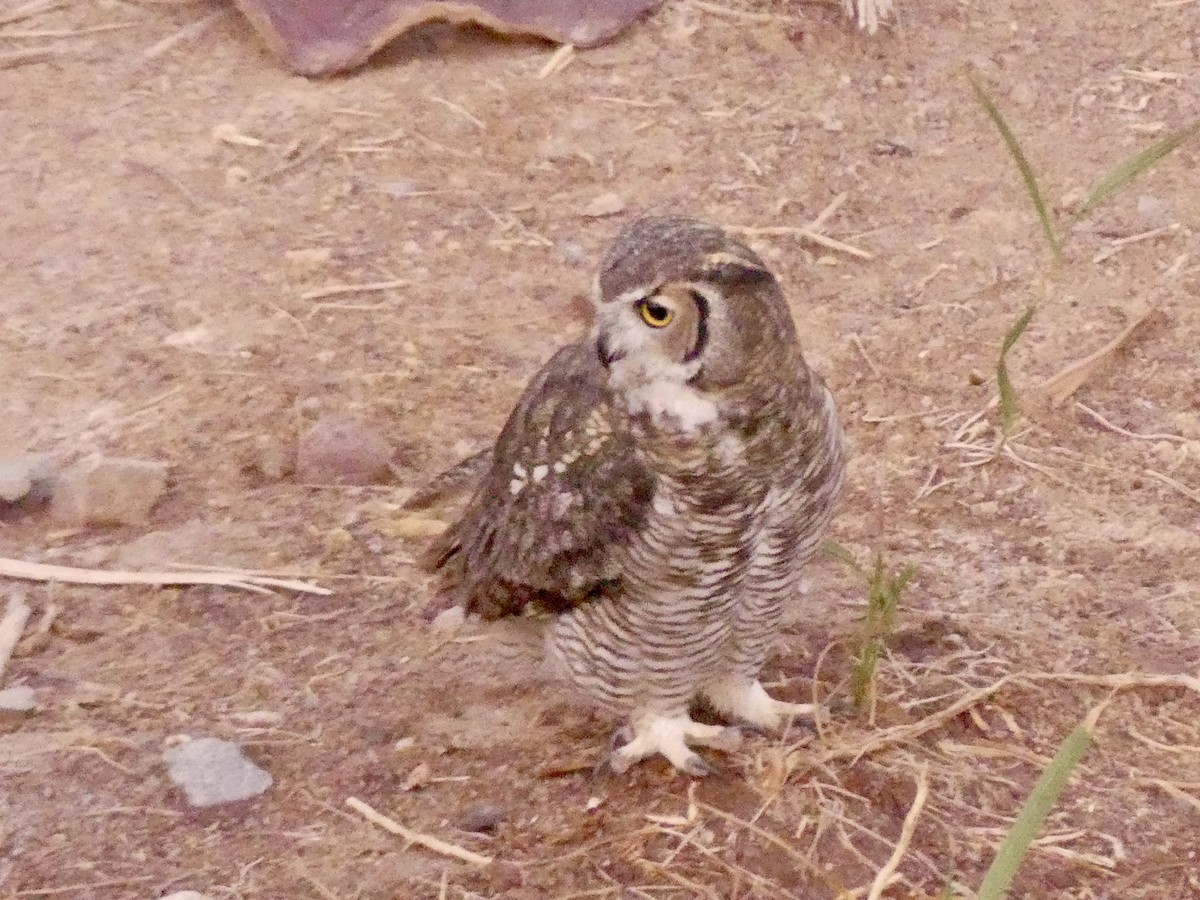 Great Horned Owl - ML642414370