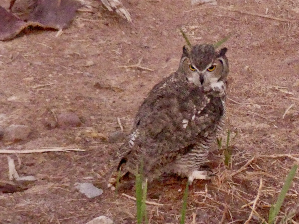 Great Horned Owl - ML642414371