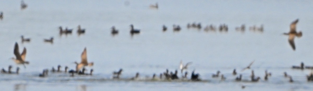 Hudsonian Godwit - ML642414390