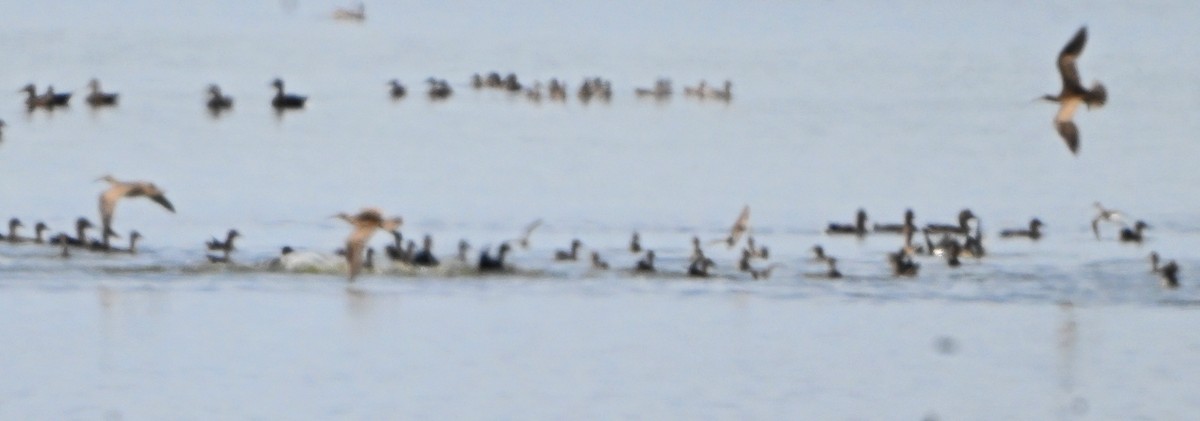 Hudsonian Godwit - ML642414391