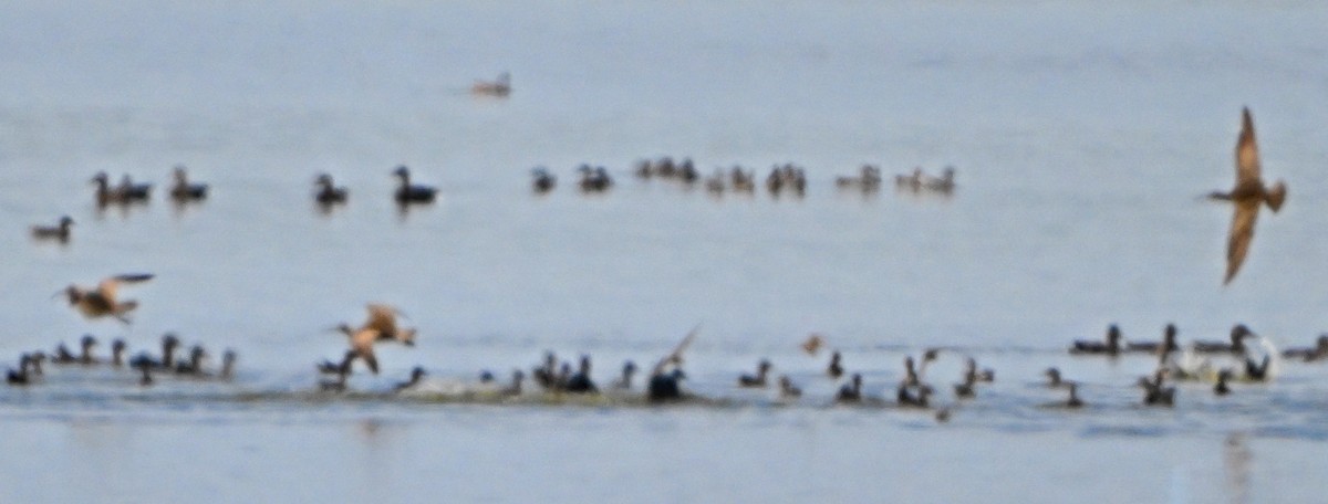 Hudsonian Godwit - ML642414393