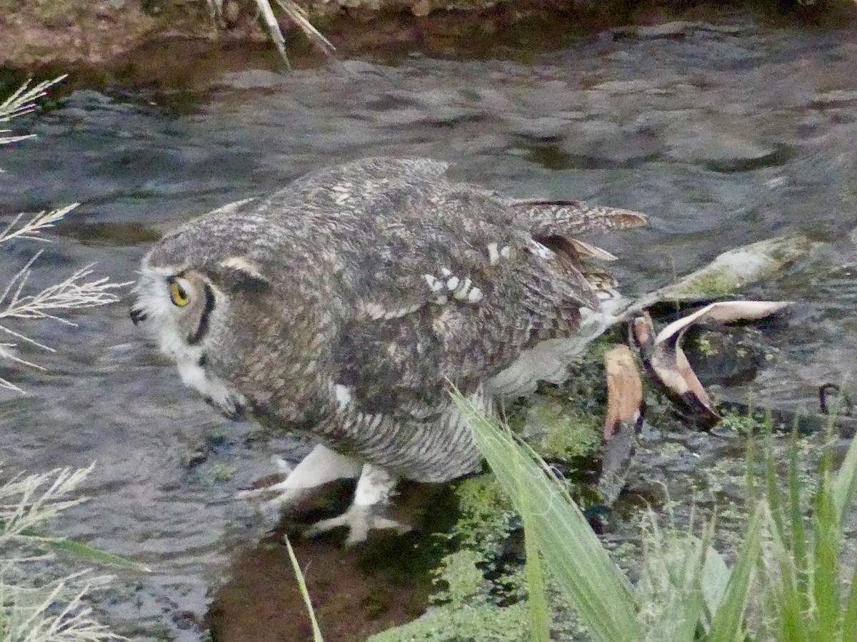 Great Horned Owl - ML642414422