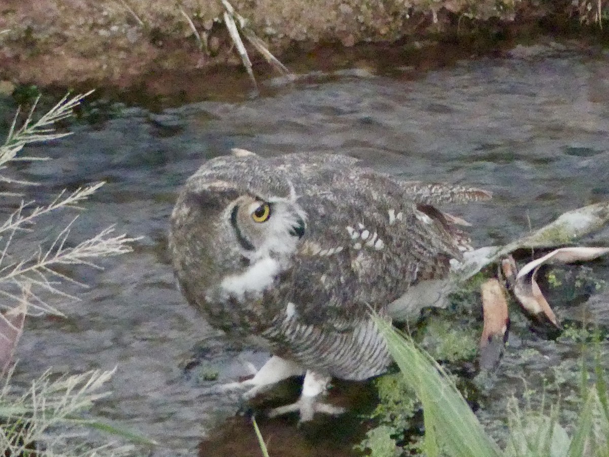 Great Horned Owl - ML642414423