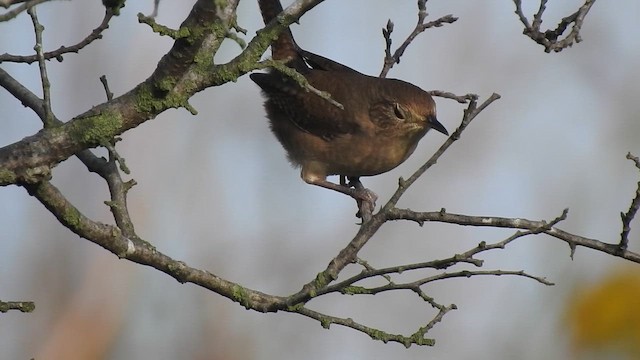 Northern House Wren - ML642414455