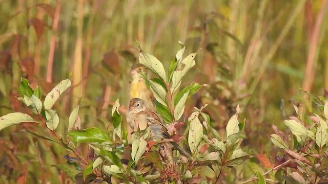 ヒメドリ - ML642414465