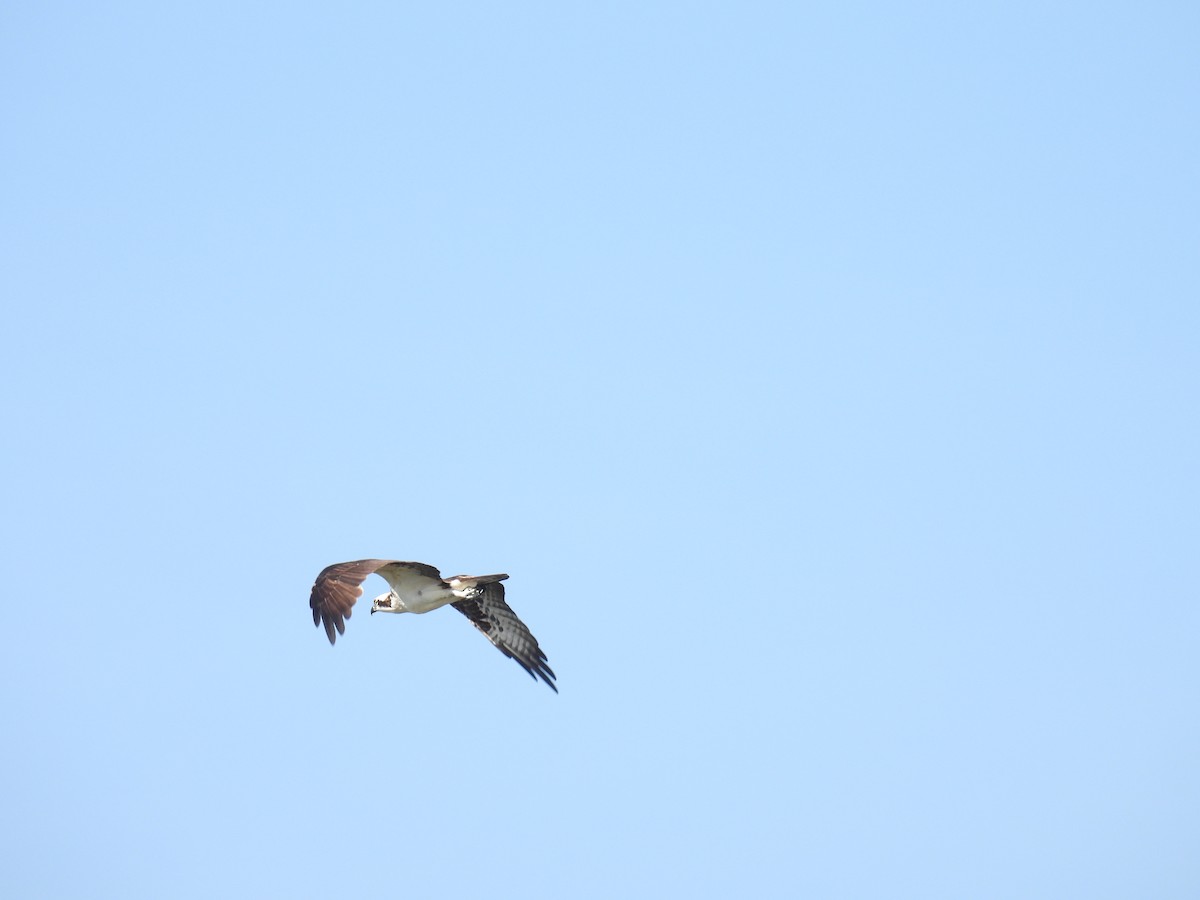 Osprey - ML642414488