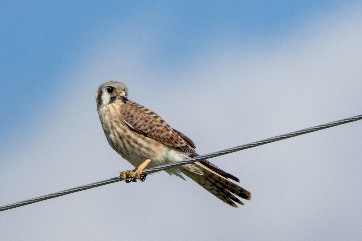 American Kestrel - ML642414499