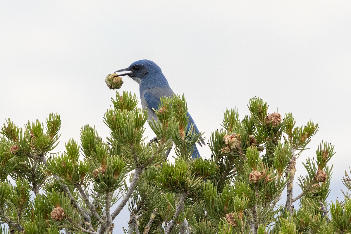 Woodhouse's Scrub-Jay - ML642414505