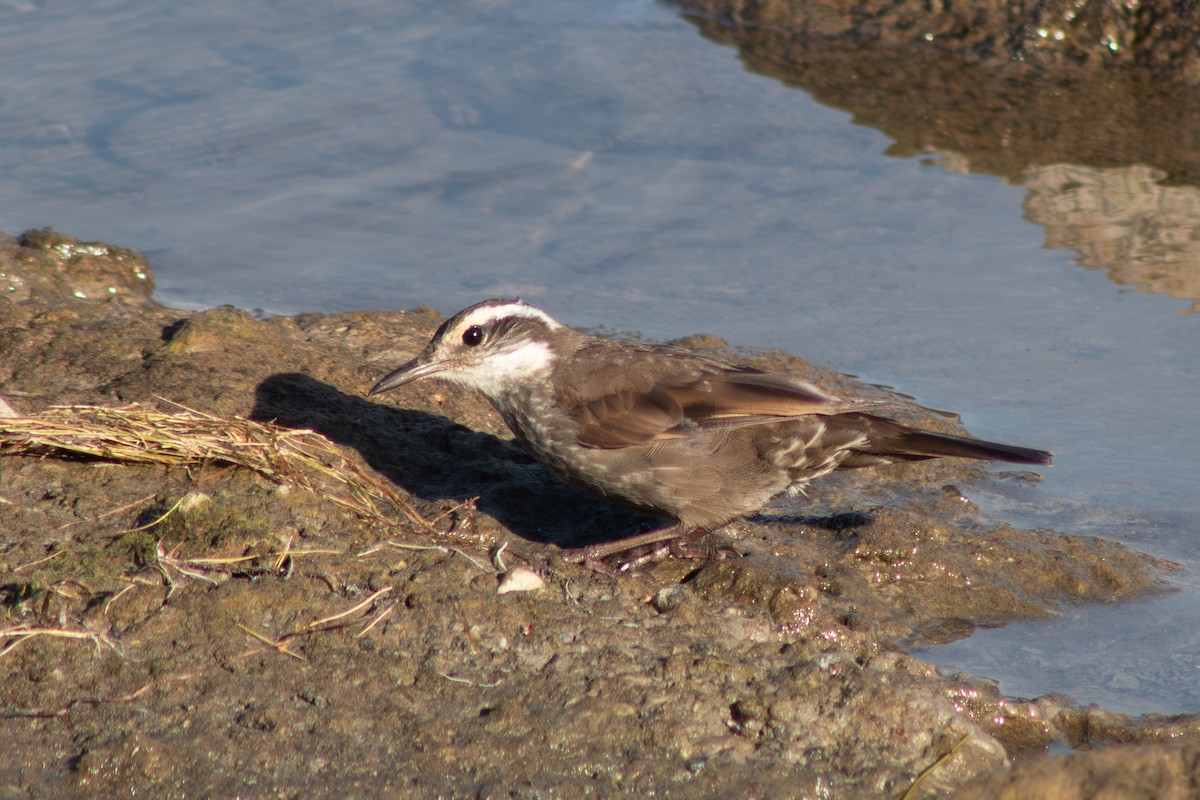 Dark-bellied Cinclodes - ML642414513