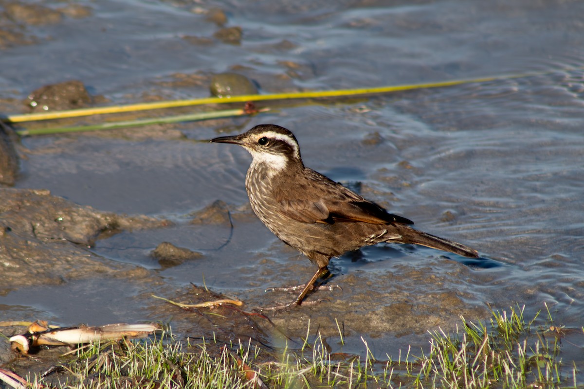 Dark-bellied Cinclodes - ML642414514