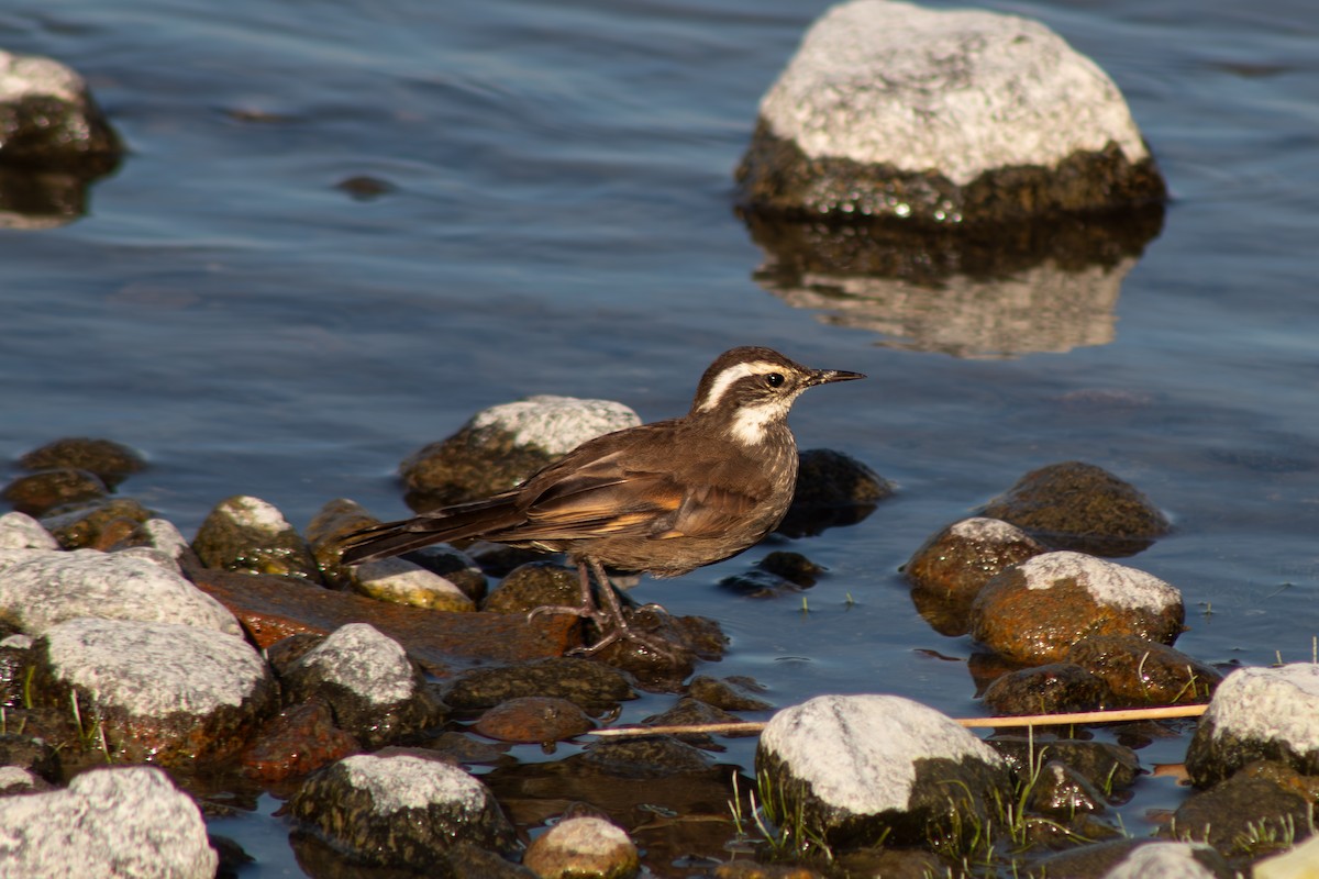 Dark-bellied Cinclodes - ML642414515