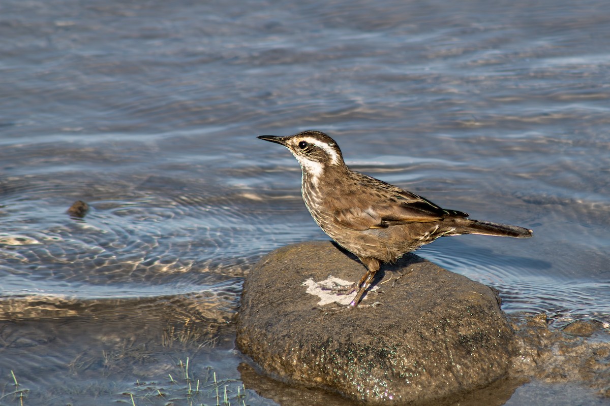 Dark-bellied Cinclodes - ML642414516
