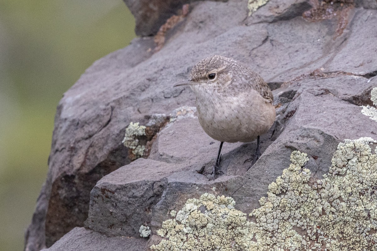 Rock Wren - ML642414520